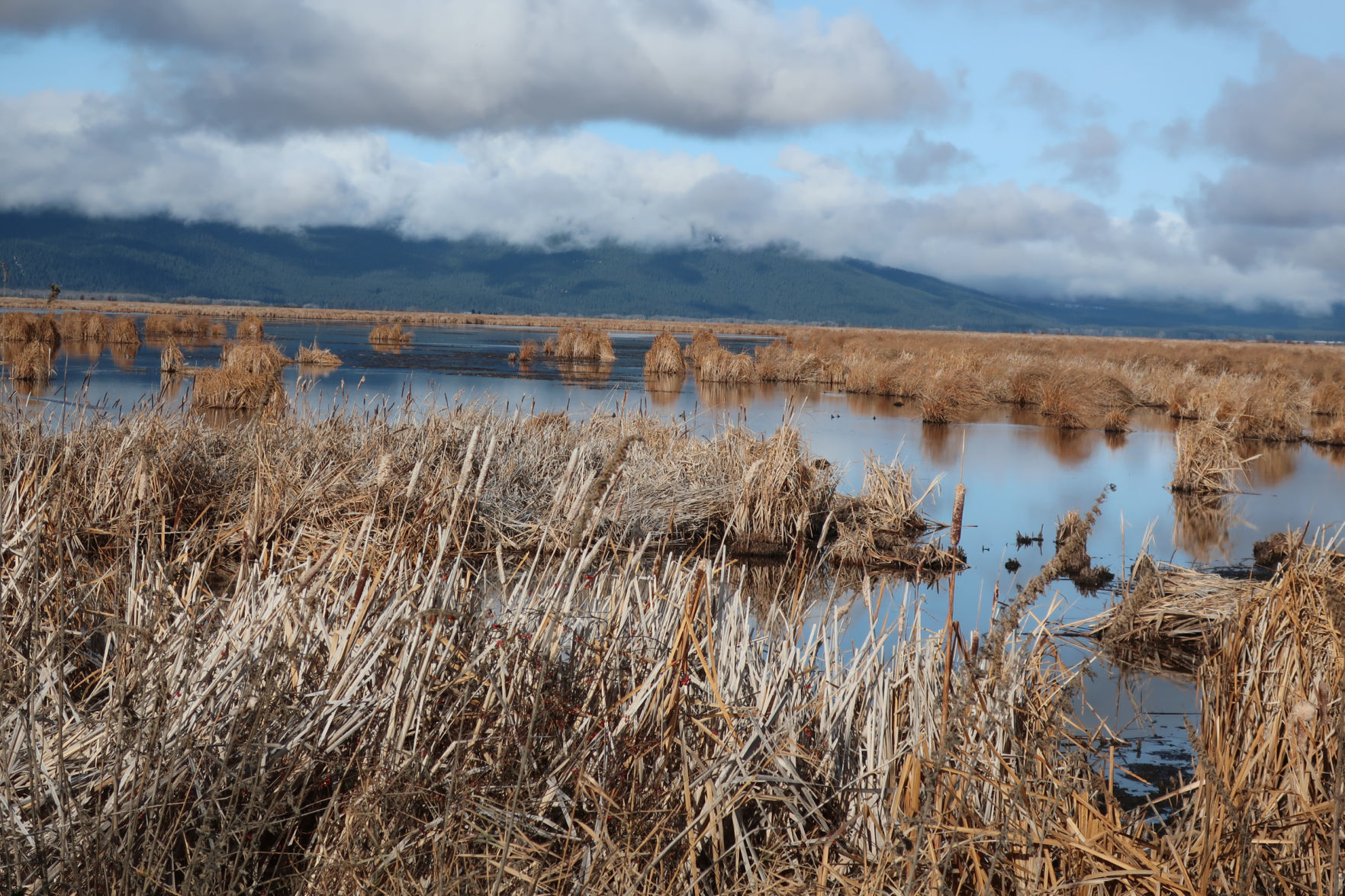 han-20181130-out-wood river 6.jpg